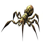 spider