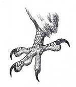 claw