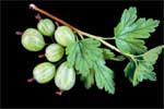 gooseberry