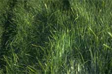 grass
