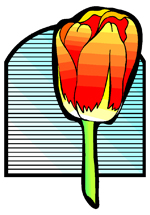 tulip